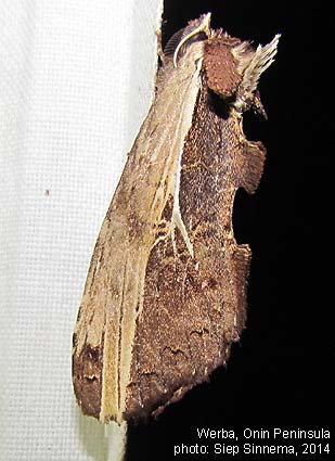 Papua Insects Foundation (Lepidoptera/Notodontidae/Allata affinis)